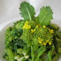 Navet-feuille cima de rapa Navet-feuille cima de rapa