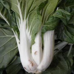 Pak Choi Taisai Pak Choi Taisai
