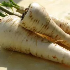 Panais Long Turga Panais Long Turga