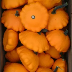 Pâtisson Orange Pâtisson Orange