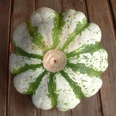 Pâtisson vert panaché de blanc Pâtisson vert panaché de blanc