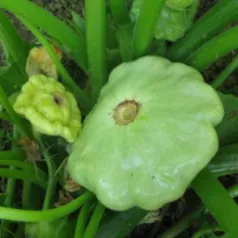 Pâtisson vert pâle de Bennings Pâtisson vert pâle de Bennings