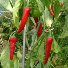 Spaanse peper uit Cayenne Spaanse peper uit Cayenne