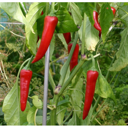 Piment de Cayenne