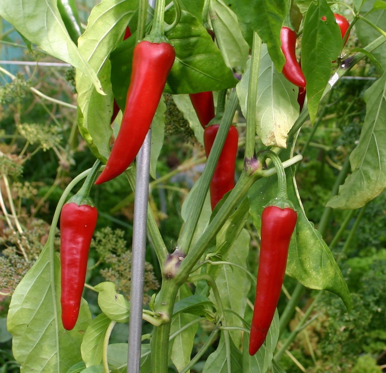 Tout savoir sur le piment de Cayenne