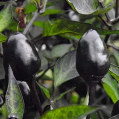 Piment Purple Piment Purple