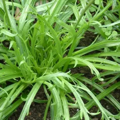 Plantain Corne de Cerf Plantain Corne de Cerf