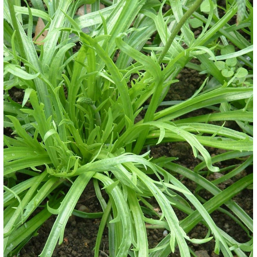 Plantain Corne de Cerf