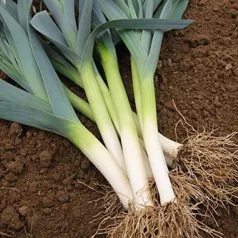 Winter-prei uit Luik