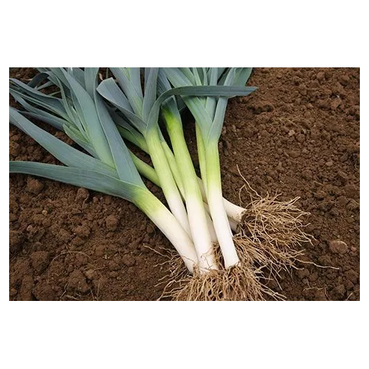 Poireau d'hiver de Liège Poireau d'hiver de Liège