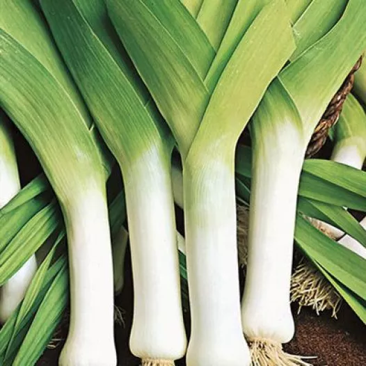 Poireau d'été Jaune du Poitou Poireau d'été Jaune du Poitou