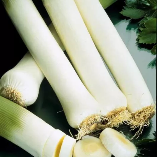 Winter-prei Monstrueux de Carentan