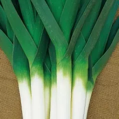 Poireau d'hiver Armor