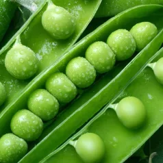 Pois nain à écosser Douce Provence Pois nain à écosser Douce Provence