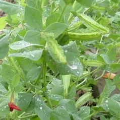 aspergeerwt aspergeerwt