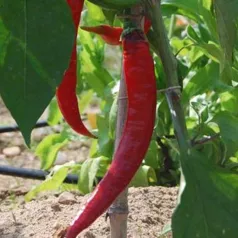 Paprika  Long des Landes Paprika  Long des Landes