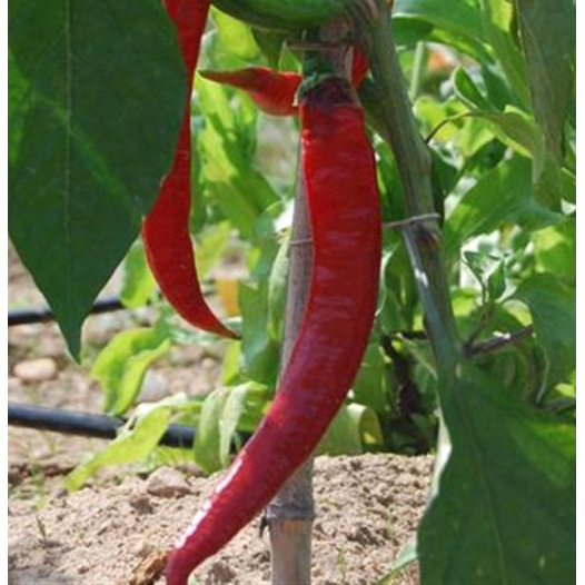 Paprika  Long des Landes