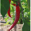 Paprika  Long des Landes