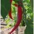 Paprika  Long des Landes