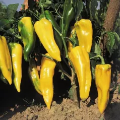Paprika Corno di Toro geel Paprika Corno di Toro geel