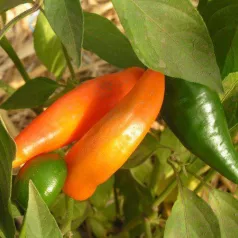Poivron Tequila Sunrise Poivron Tequila Sunrise