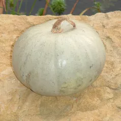 Pompoen blauw uit Hongarije Pompoen blauw uit Hongarije