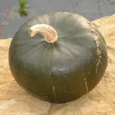 Pompoen Buttercup Pompoen Buttercup