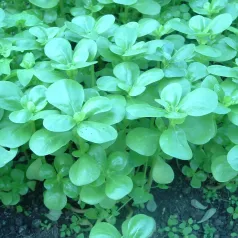Postelein -Zomer groen Postelein -Zomer groen