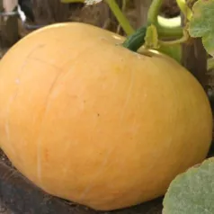 Potiron Quintal jaune Potiron Quintal jaune