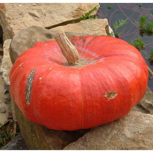 Pompoen Rouge vif d'Etampes