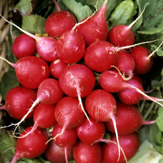 Graines de Radis en mélange à semer au potager