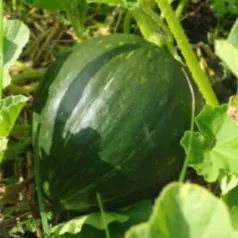 Pompoen Olijfgroen Pompoen Olijfgroen