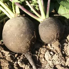 Radis d'hiver Noir rond