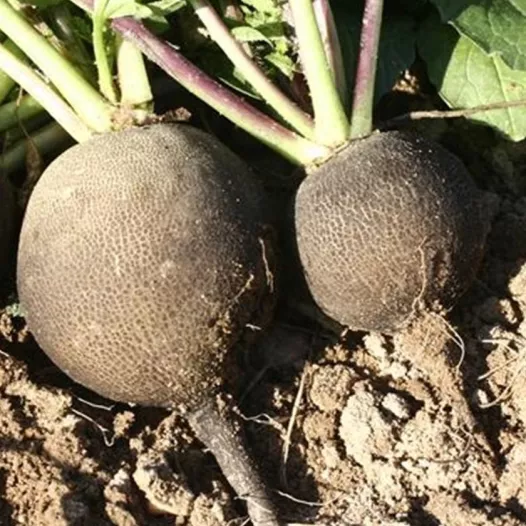 Winter-radijs Zwart rond Winter-radijs Zwart rond