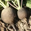Radis d'hiver Noir rond