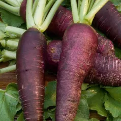 Winter-radijs Violet de Gournay Winter-radijs Violet de Gournay