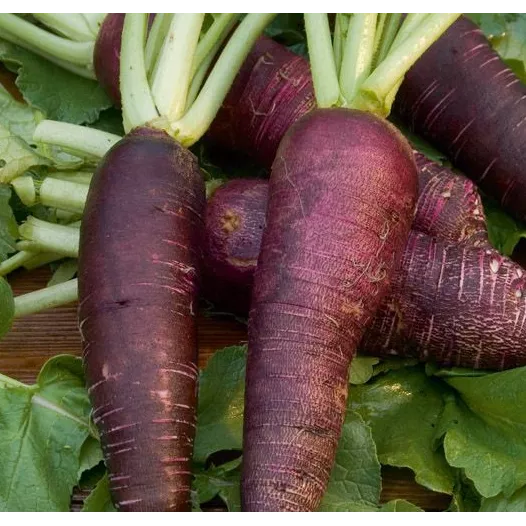 Winter-radijs Violet de Gournay Winter-radijs Violet de Gournay