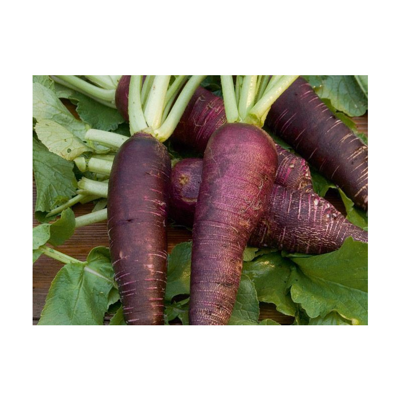 graines bio de radis violet de gournay
