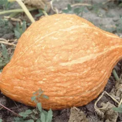 Pompoen Golden Hubbard Pompoen Golden Hubbard