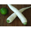 Radis Daikon "Minowase Summer Cross"