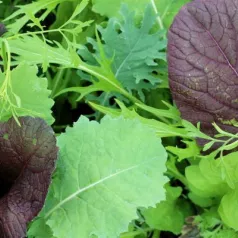 Mesclun de salades asiatiques Mesclun de salades asiatiques