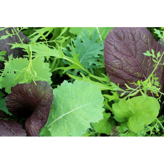 Asiasla mesclun