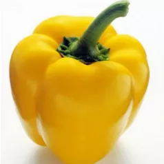 Poivron Quadrato d'Asti Giallo Poivron Quadrato d'Asti Giallo