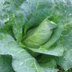 Witte kool Choupin Witte kool Choupin