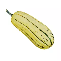 Pompoen Delicata (Sweet Potato) Pompoen Delicata (Sweet Potato)