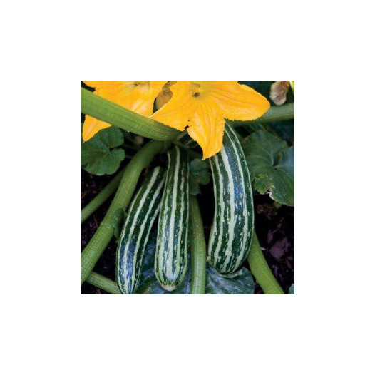 Courgette Cocozelle de Tripolis