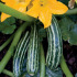 Courgette Cocozelle de Tripolis