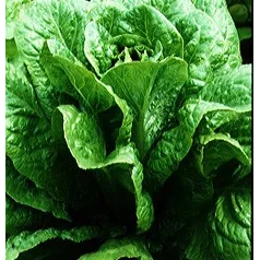 Laitue romaine Verte Maraîchère Laitue romaine Verte Maraîchère
