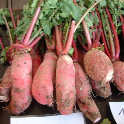 Radis d'hiver rose de Chine Radis d'hiver rose de Chine