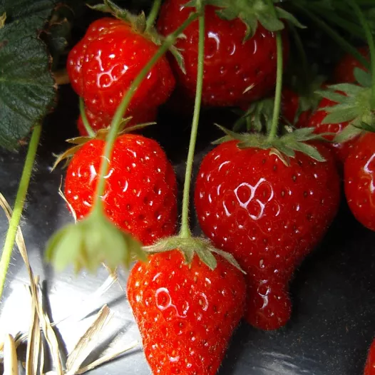 Fraisier Cijosee -25 plants- Calibre B Fraisier Cijosee -25 plants- Calibre B